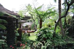 A garden view of the Willows Restaurant